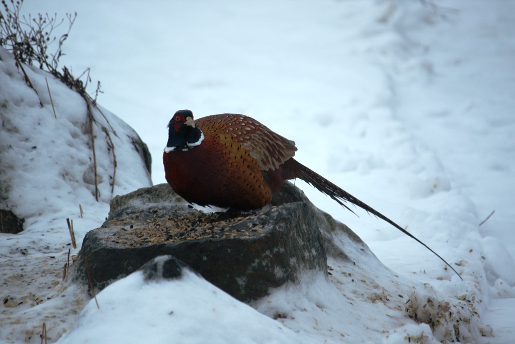 Valokuvaaja: Kaarina Heiskanen