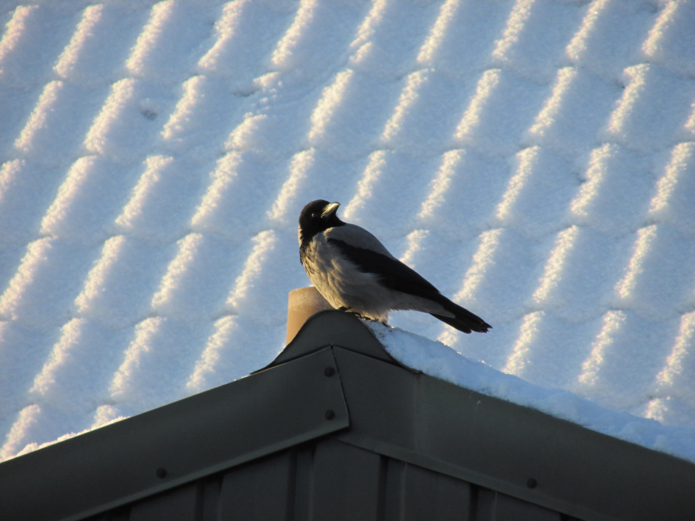 Valokuvaaja: Virpi Sinervo