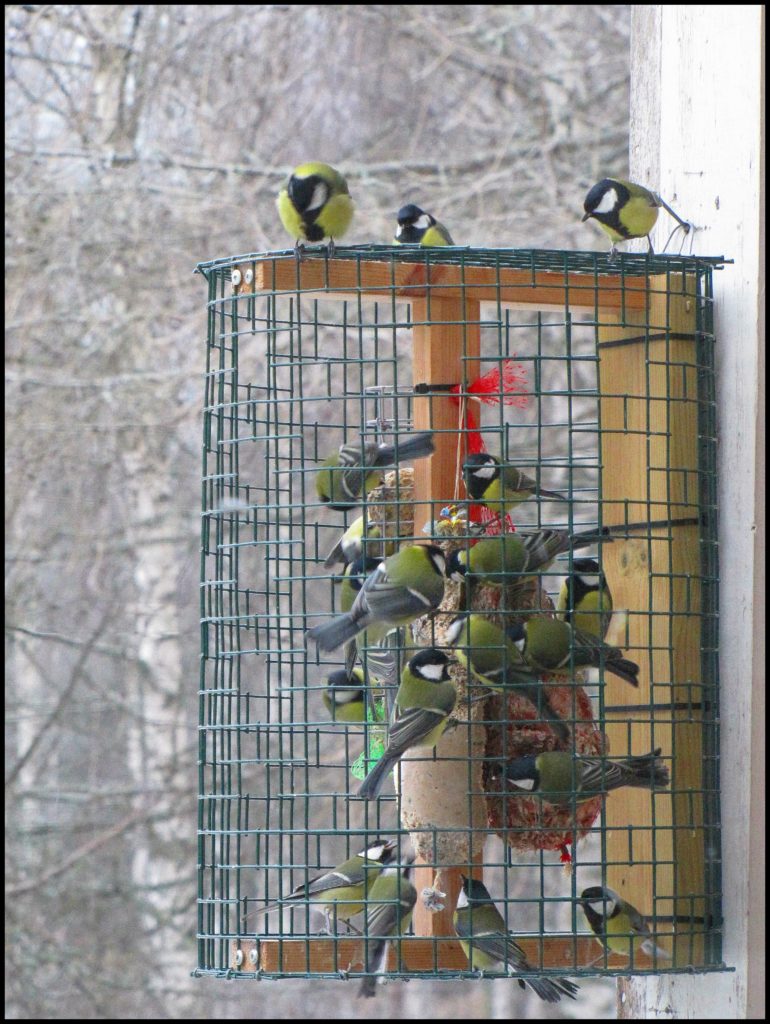 Valokuvaaja: Seppo Toivonen