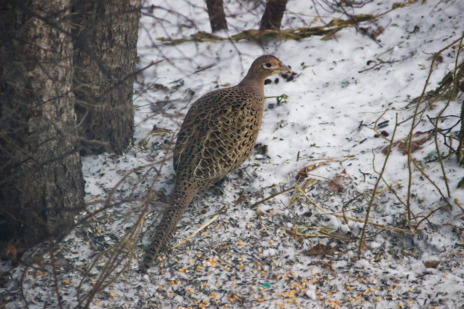 Valokuvaaja: Leslie Suhonen
