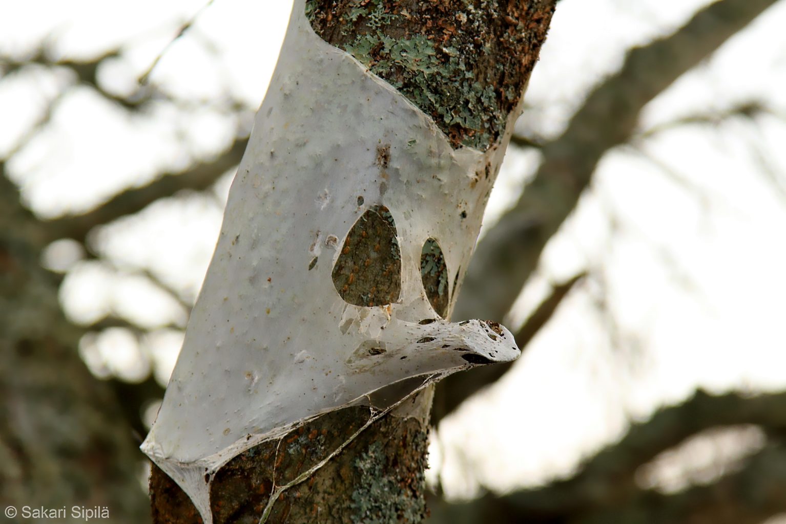 Valokuvaaja: Sakari Sipilä