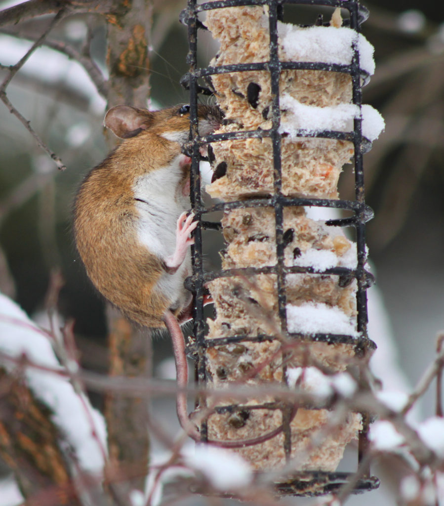 Valokuvaaja: Tarja Porkkala