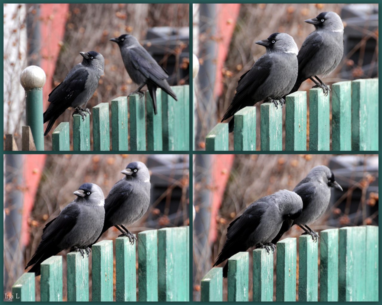 Valokuvaaja: Irja Lehtinen