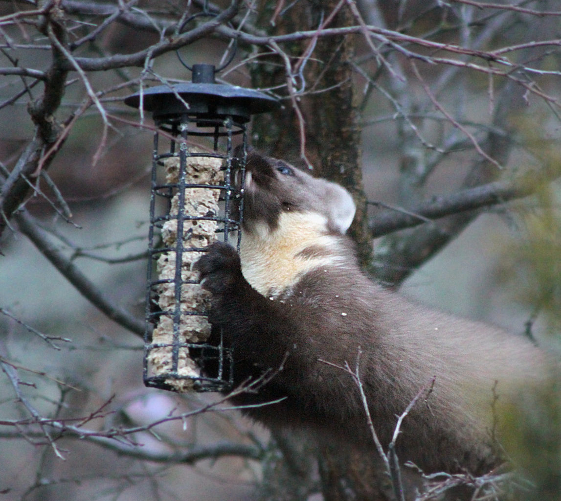 Valokuvaaja: Tarja Porkkala