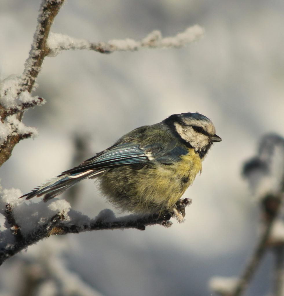 Valokuvaaja: Tarja Porkkala Valokuvaaja: Tarja Porkkala
