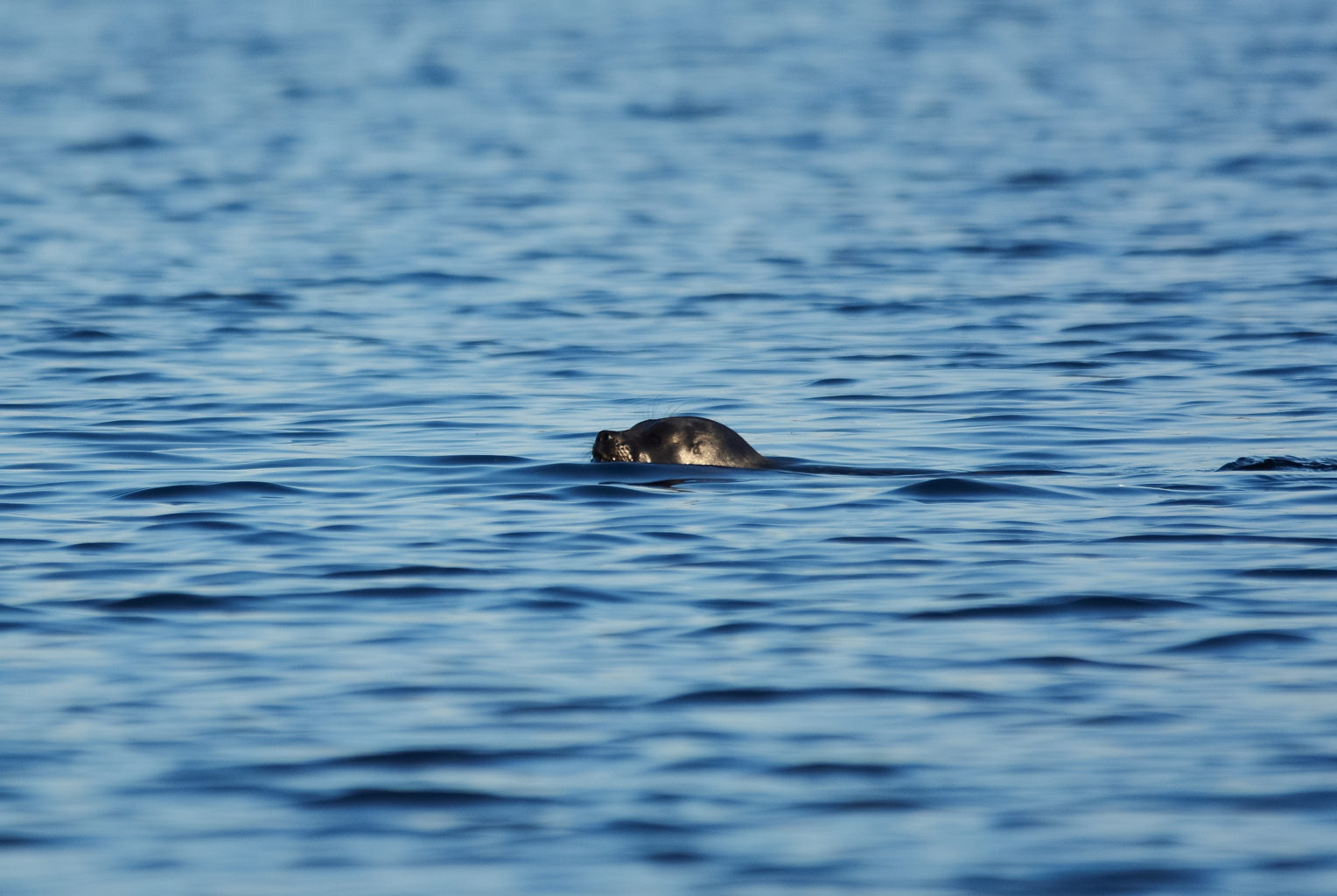Valokuvaaja: Jasmine Bettinelli