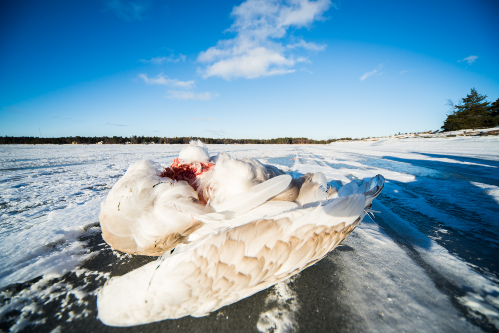 Valokuvaaja: Toni Limnell