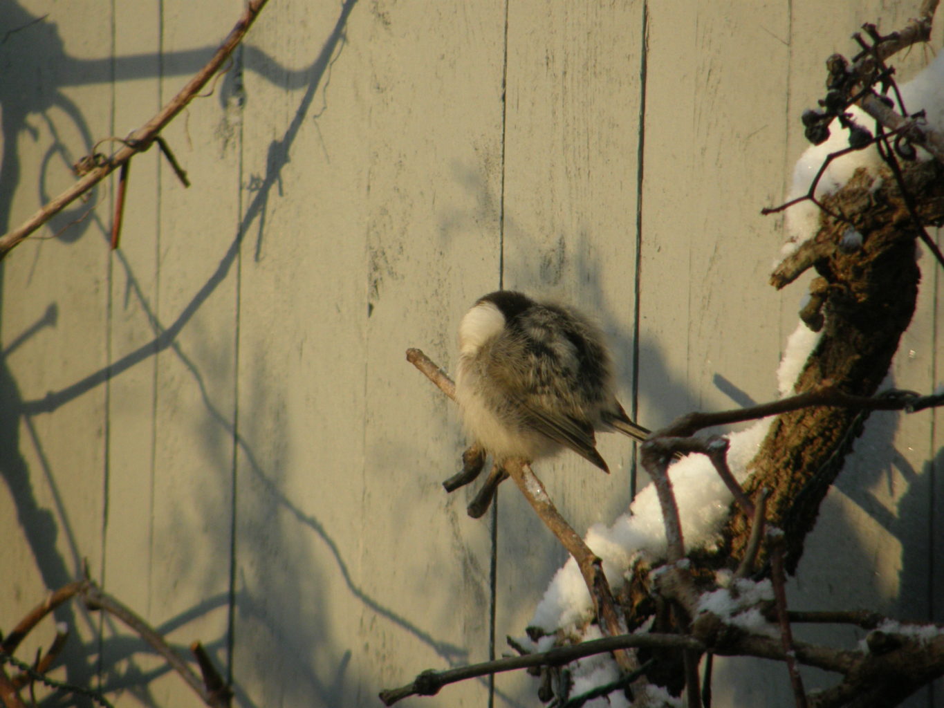 Valokuvaaja: Tenho Leuanniemi