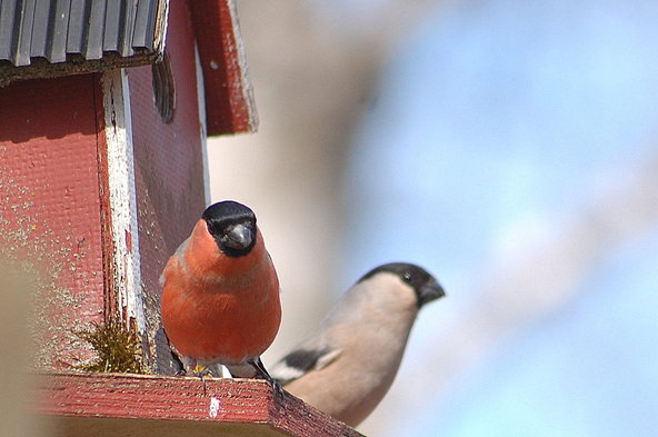 Valokuvaaja: Eija Varjola