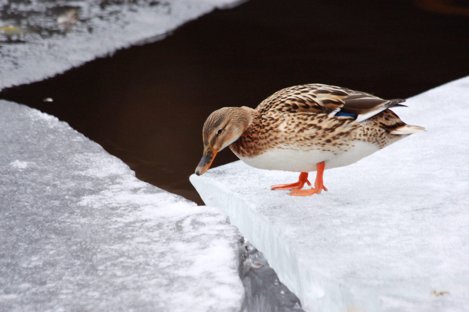 Valokuvaaja: Susanna Hietanen