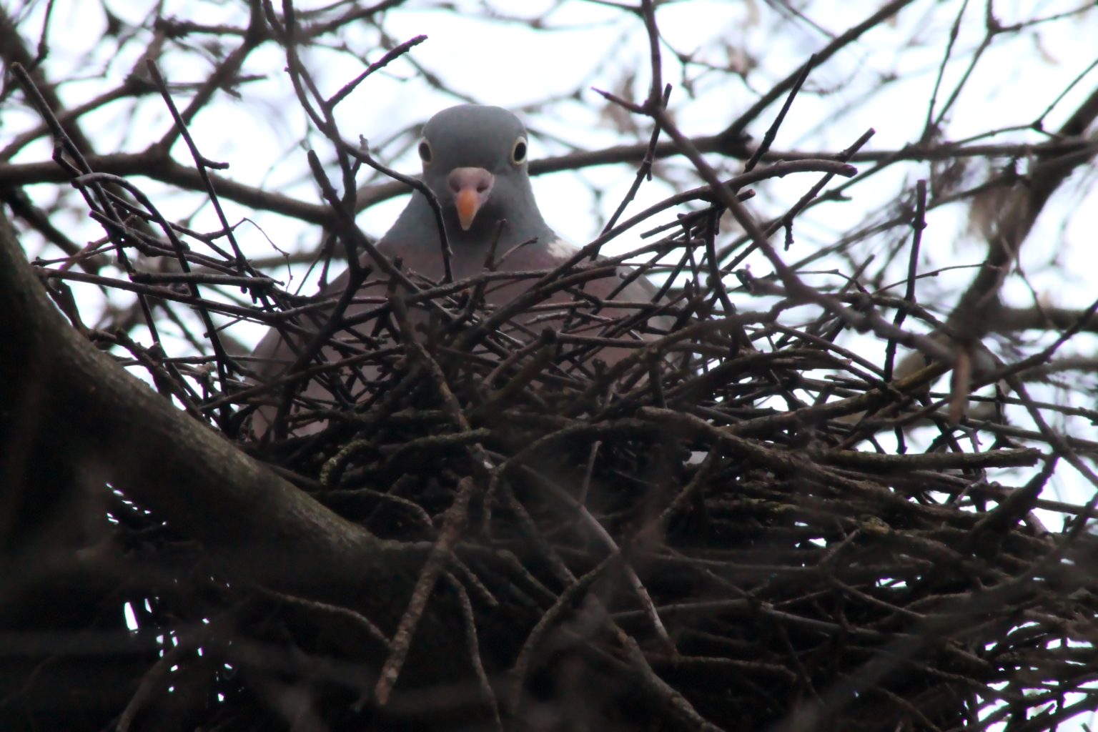 Valokuvaaja: Peter Ramstén Valokuvaaja: Peter Ramstén