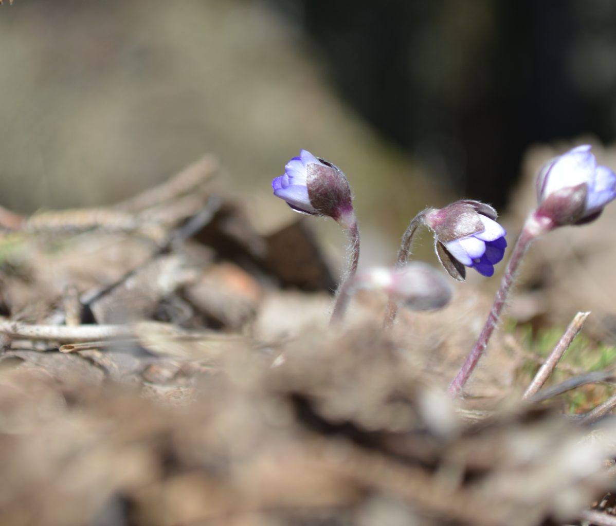 Valokuvaaja: satu rojola