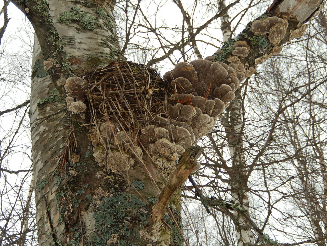 Valokuvaaja: Pirkko Siukonen Valokuvaaja: Pirkko Siukonen