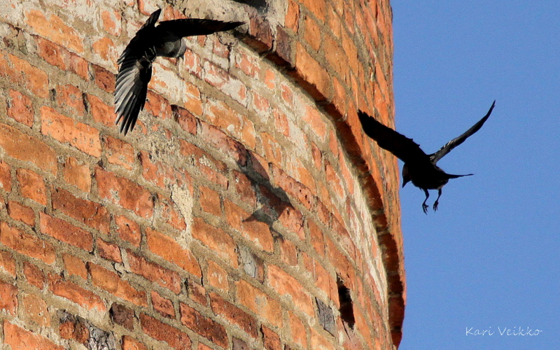 Valokuvaaja: Kari Veikko