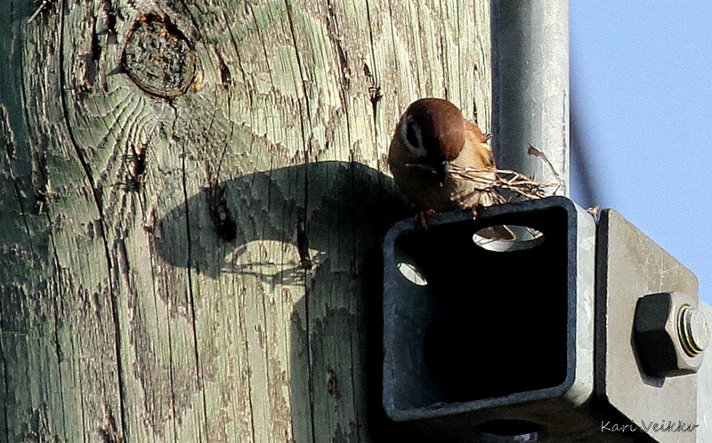 Valokuvaaja: Kari Veikko