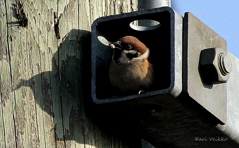 Valokuvaaja: Kari Veikko