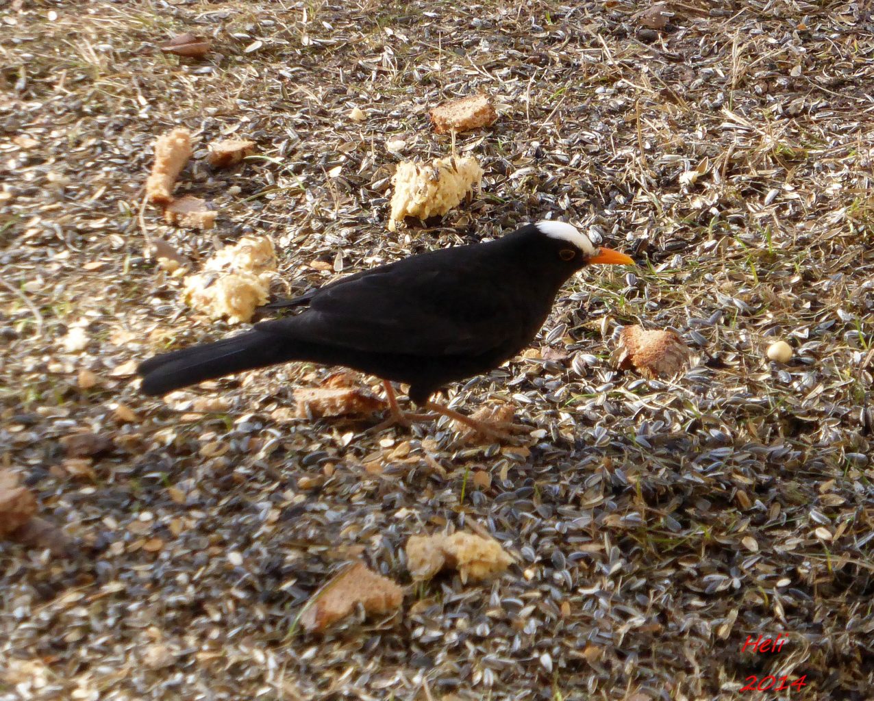 Valokuvaaja: Heli Korhonen