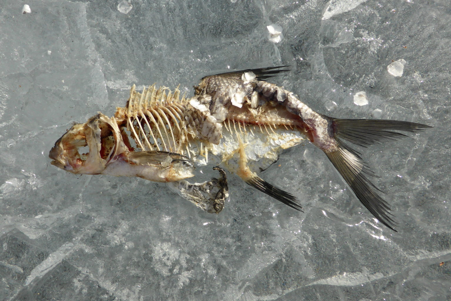 Valokuvaaja: Kalle Asikainen