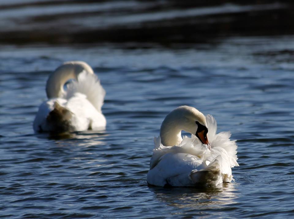 Valokuvaaja: Sirpa Saarinen