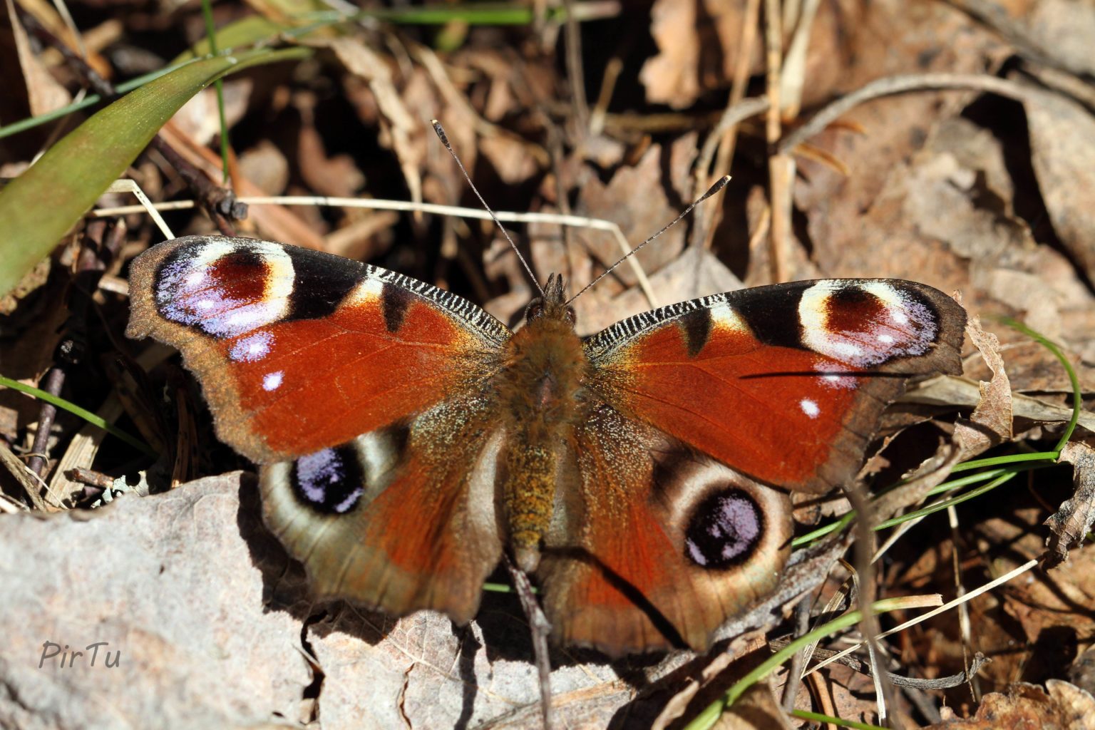 Valokuvaaja: Pirjo Tuominen