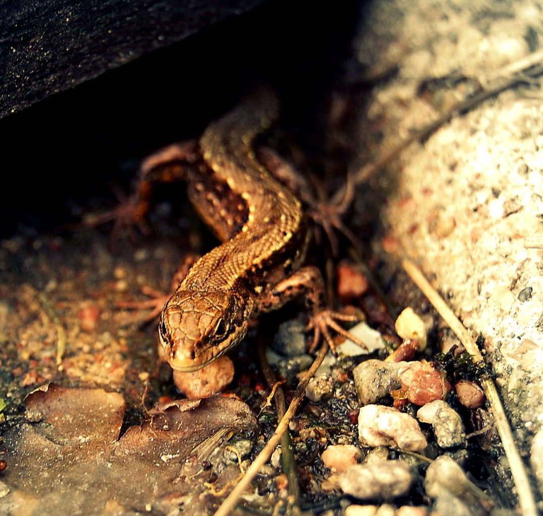 Valokuvaaja: Eija Varjola