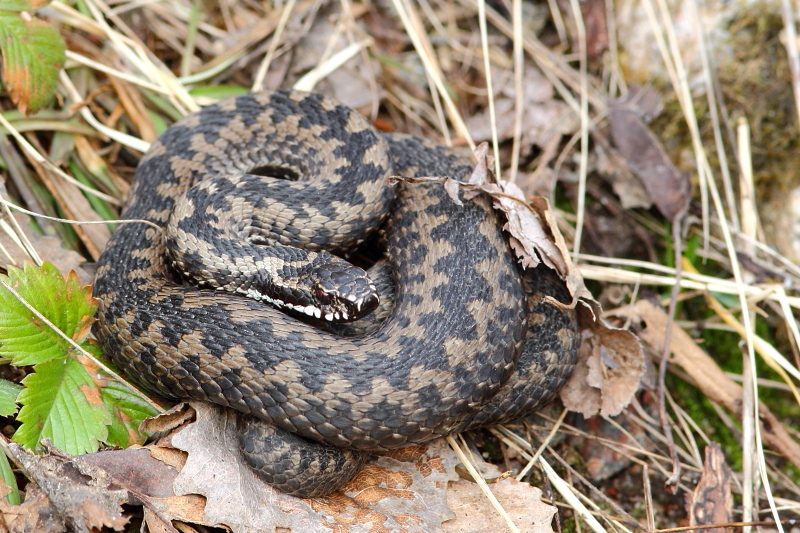 Valokuvaaja: Hanna Järvinen