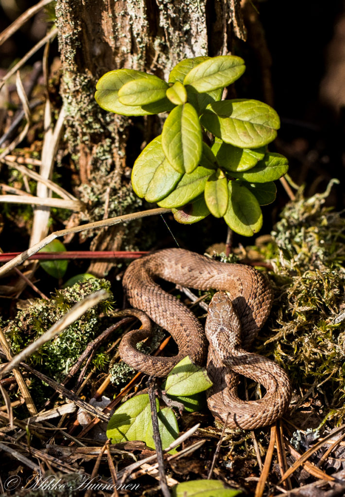 Valokuvaaja: Mikko Huunonen