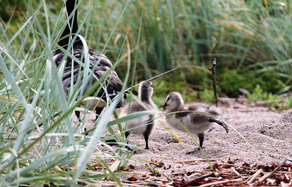 Valokuvaaja: Crista Kalek