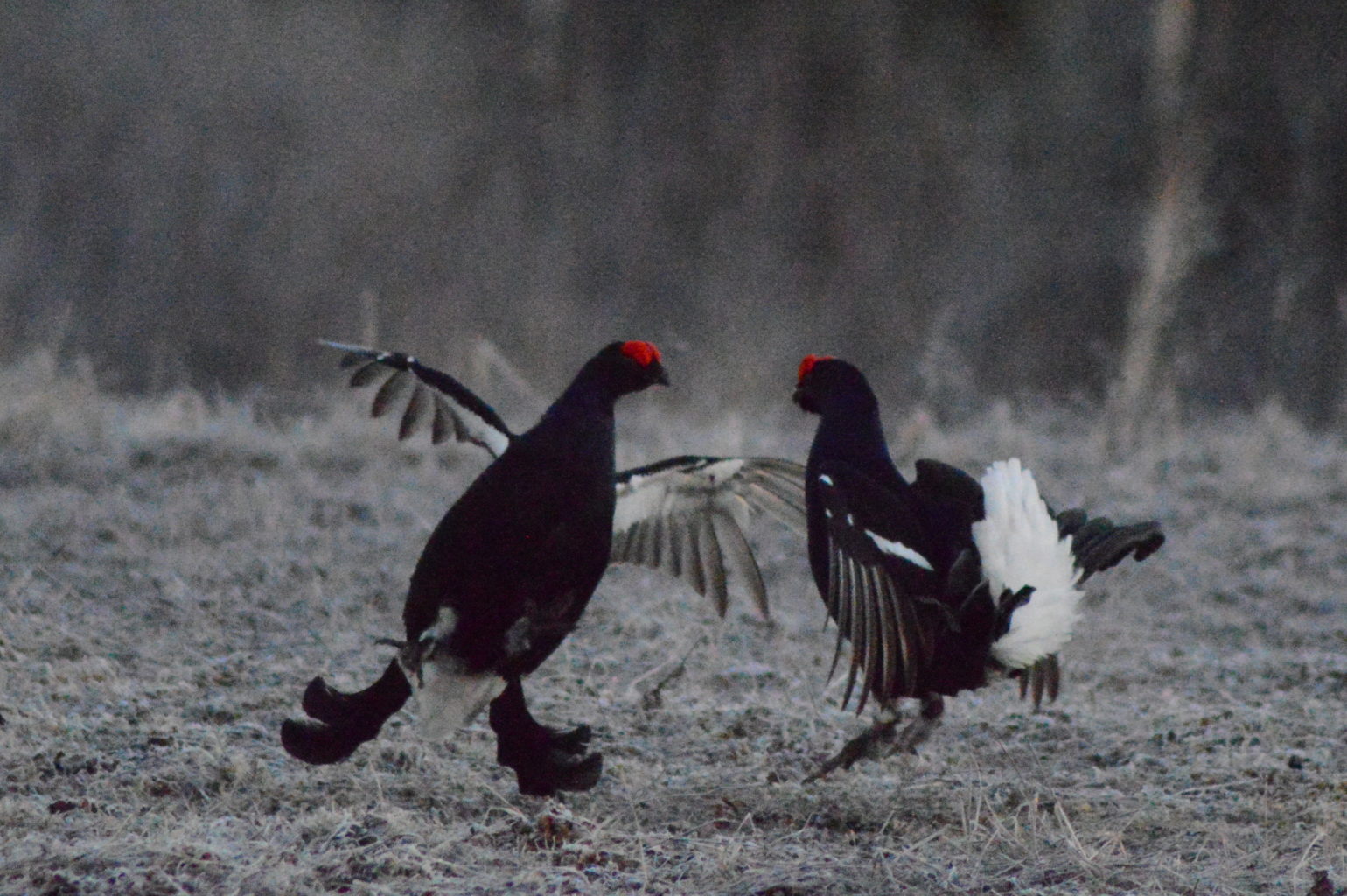 Valokuvaaja: Eetu Berg