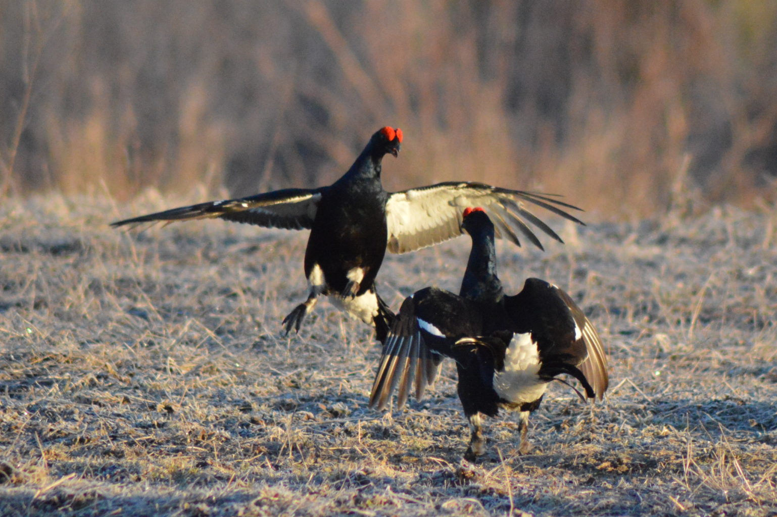 Valokuvaaja: Eetu Berg Valokuvaaja: Eetu Berg