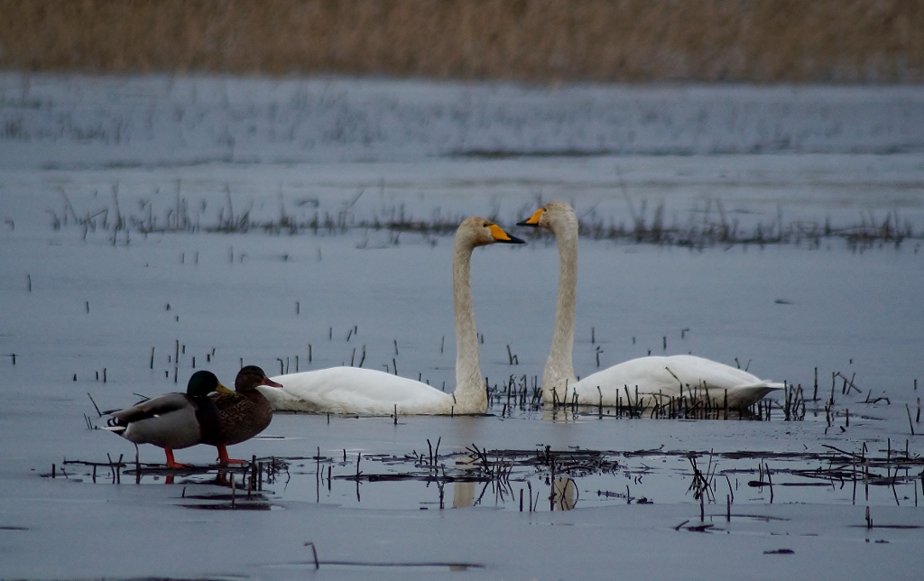 Valokuvaaja: Maarit Siitonen