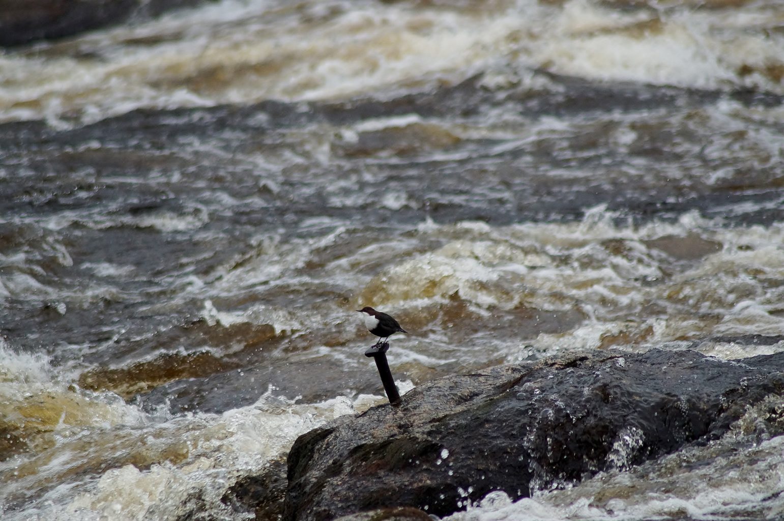 Valokuvaaja: Maarit Siitonen