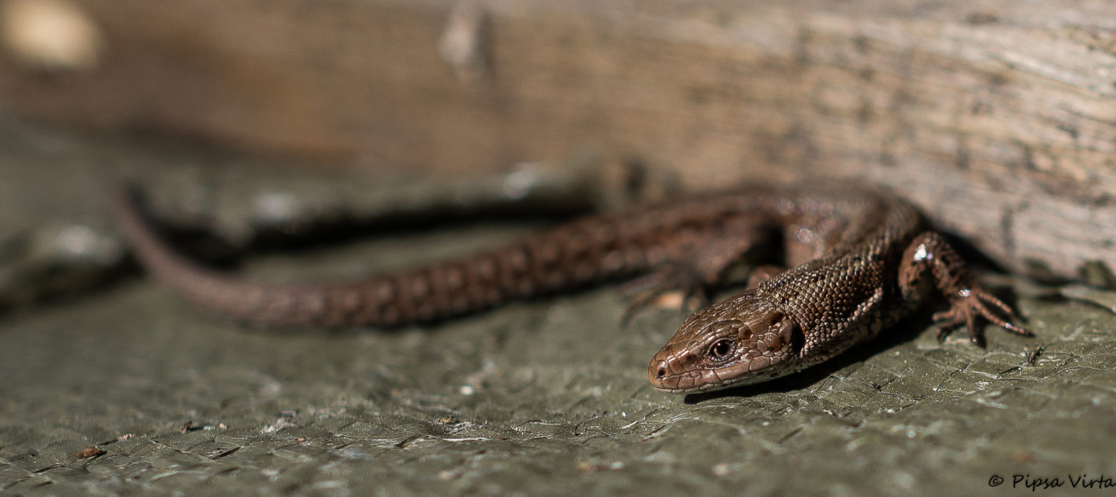 Valokuvaaja: Pipsa Virta