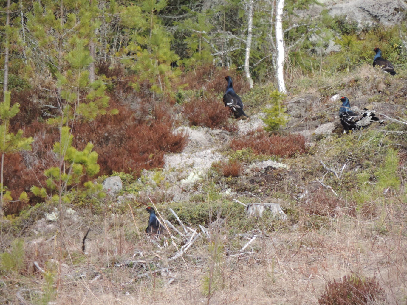 Valokuvaaja: Helena Sytelä