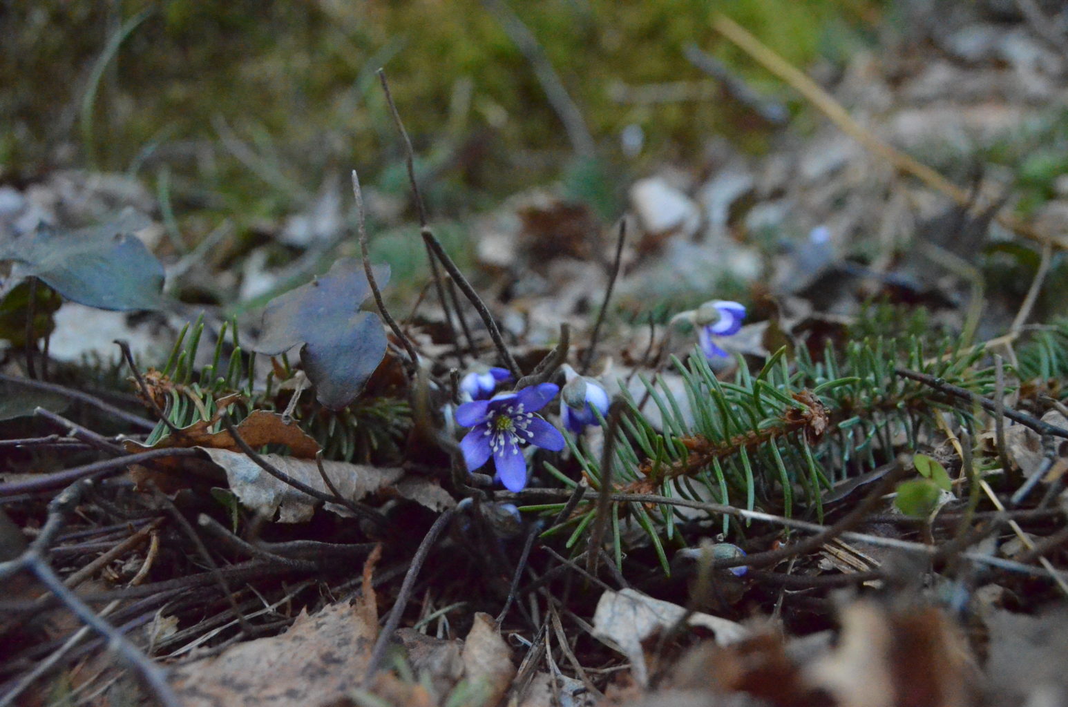 Valokuvaaja: Aino Syrjä Valokuvaaja: Aino Syrjä