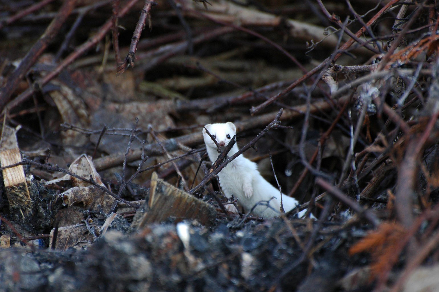 Valokuvaaja: Paavo Siukonen Valokuvaaja: Paavo Siukonen
