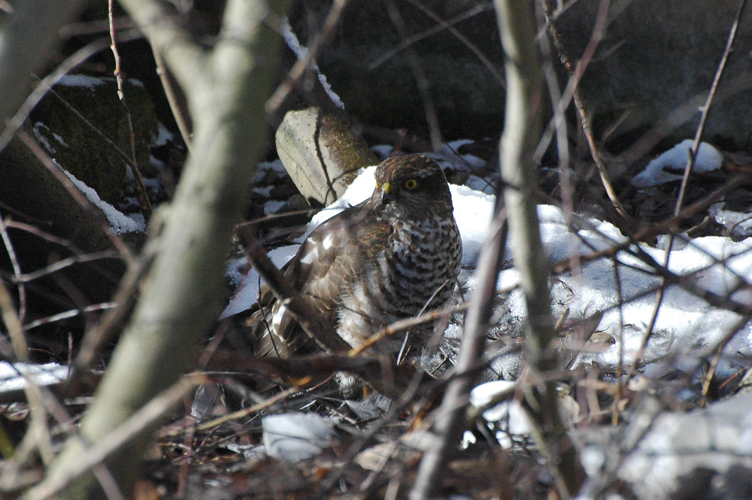 Valokuvaaja: Paavo Siukonen