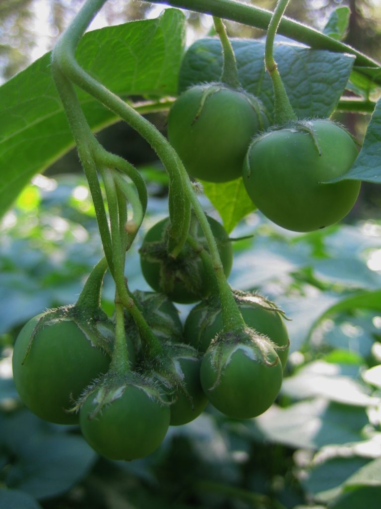 Valokuvaaja: Juhani Kolari