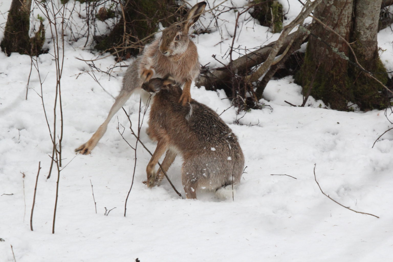 Valokuvaaja: Henry Espo