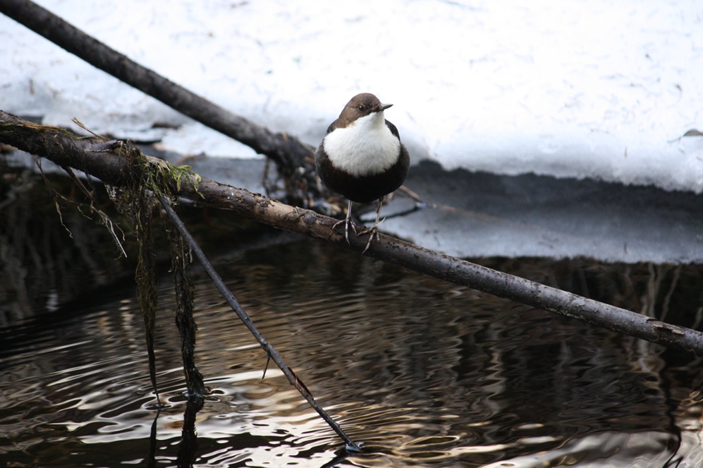 Valokuvaaja: Kaarina Heiskanen