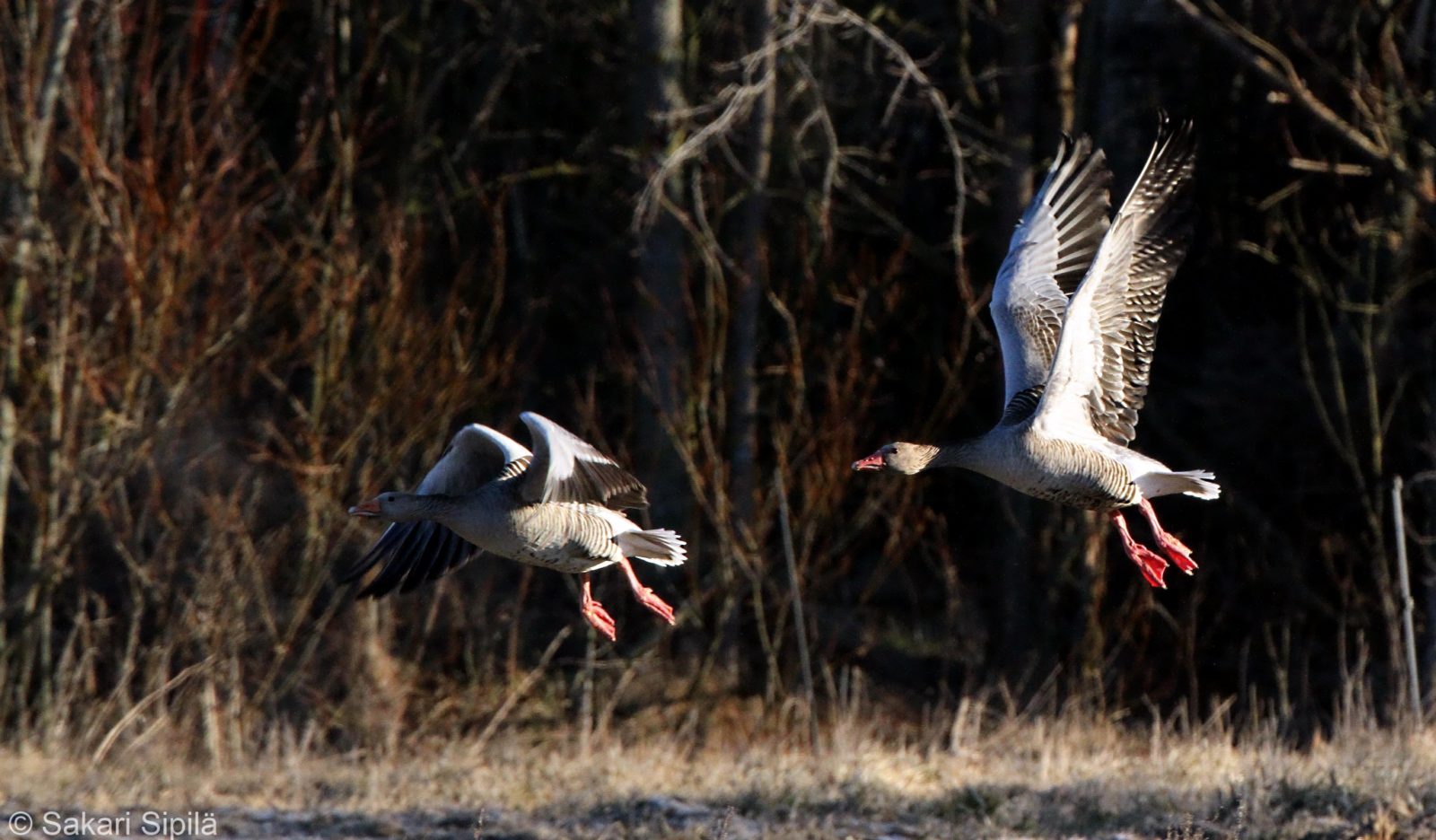 Valokuvaaja: Sakari Sipilä