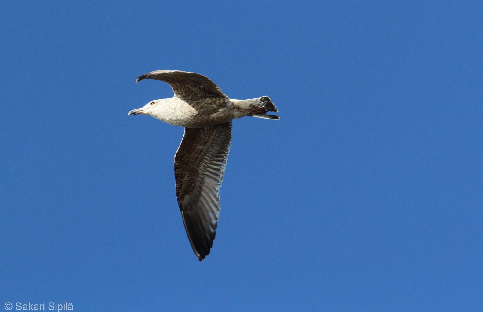 Valokuvaaja: Sakari Sipilä