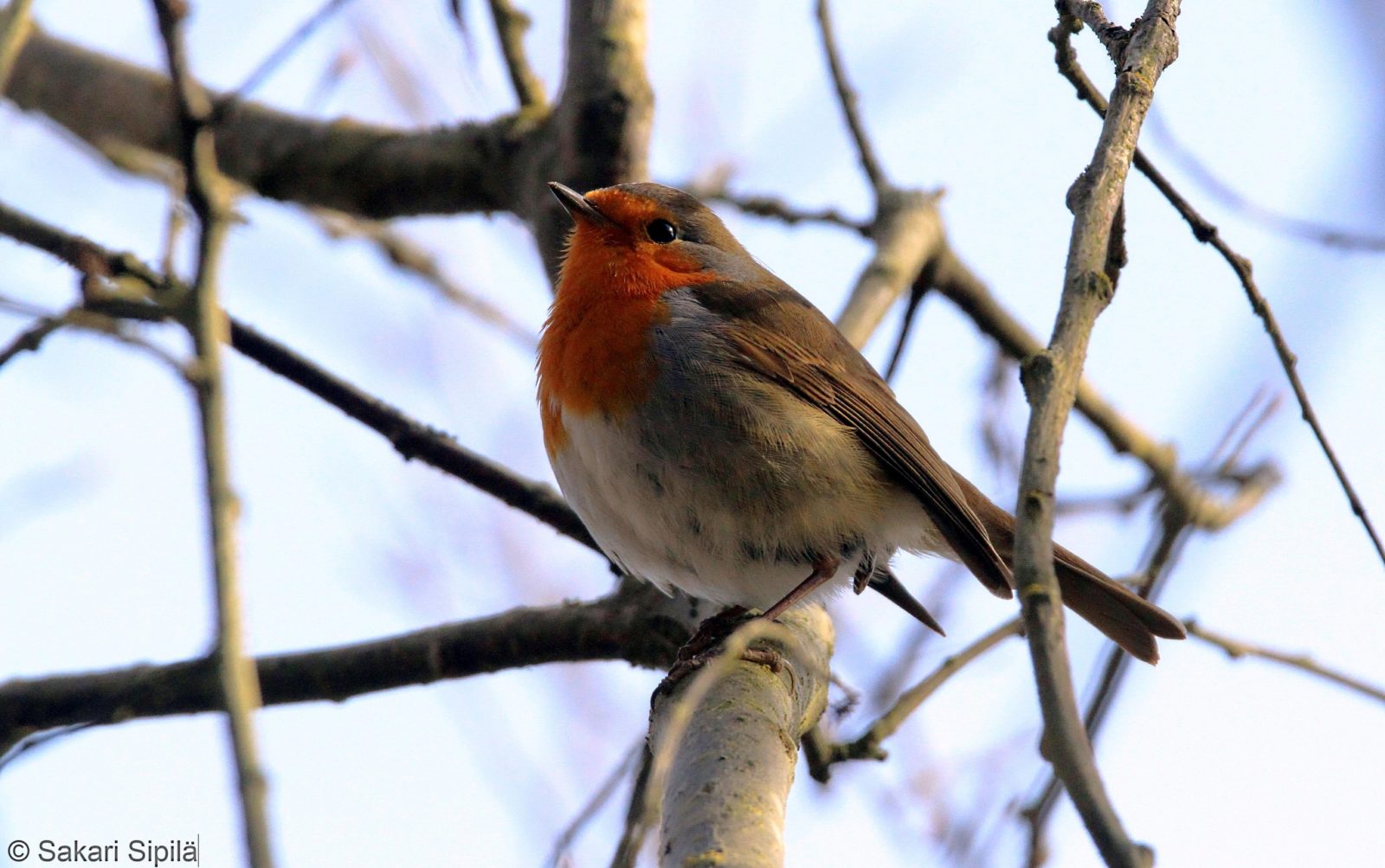 Valokuvaaja: Sakari Sipilä