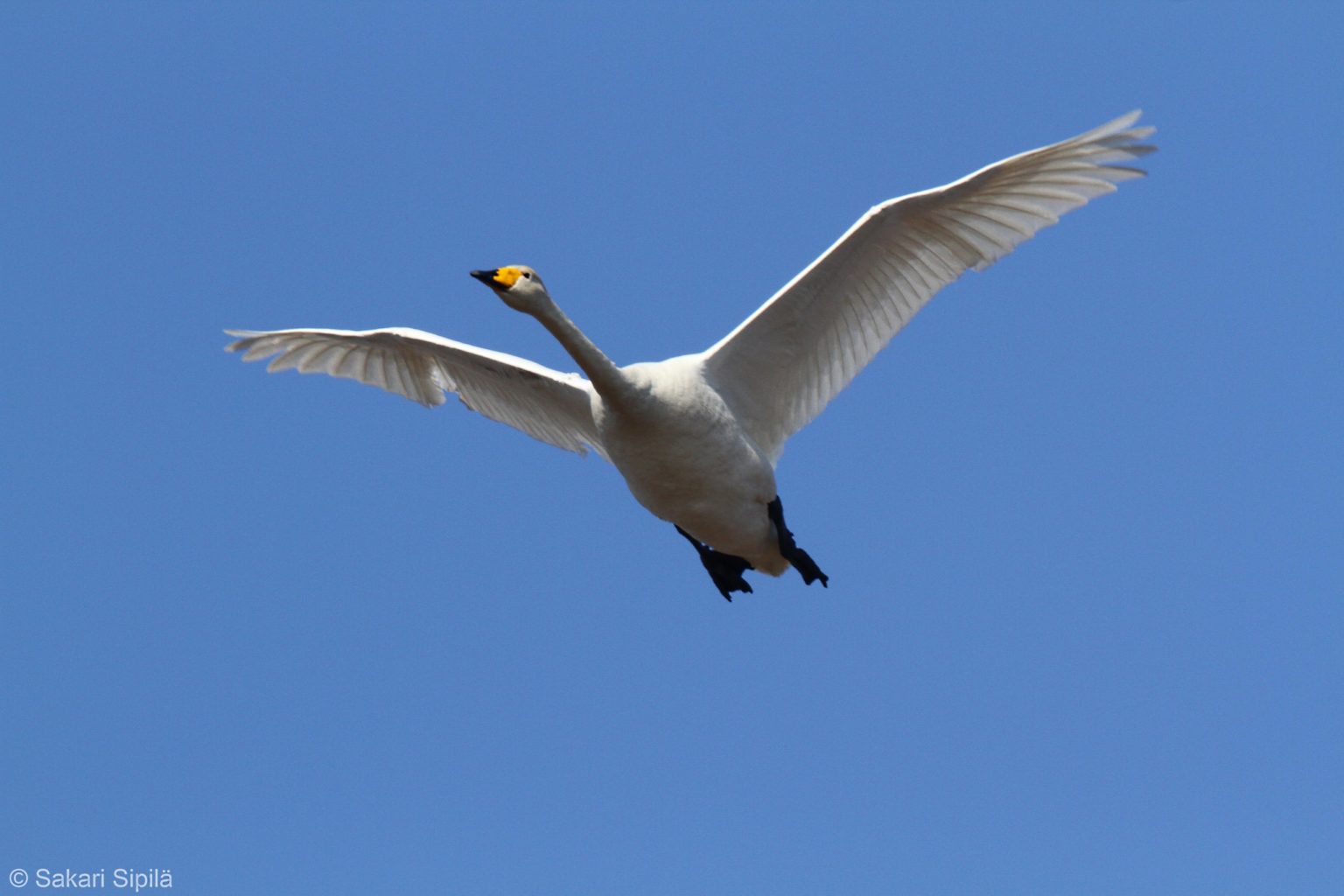 Valokuvaaja: Sakari Sipilä