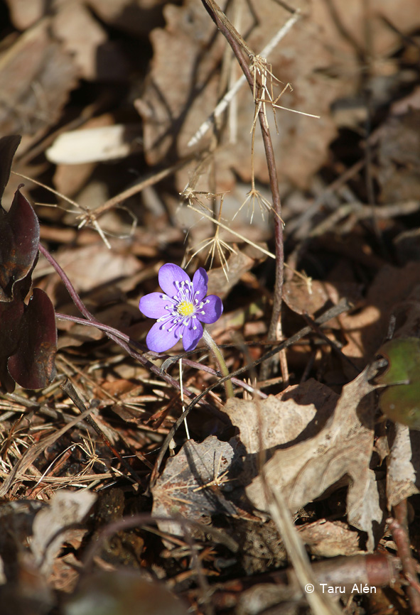 Valokuvaaja: Taru Alén
