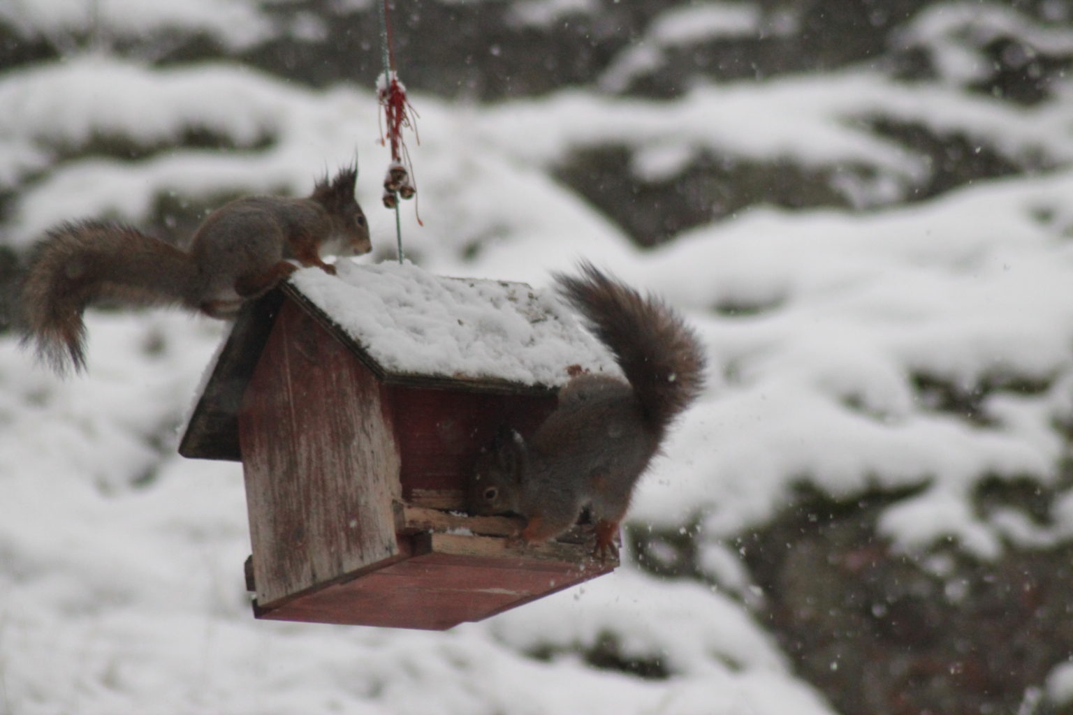 Valokuvaaja: Seija Kalenius