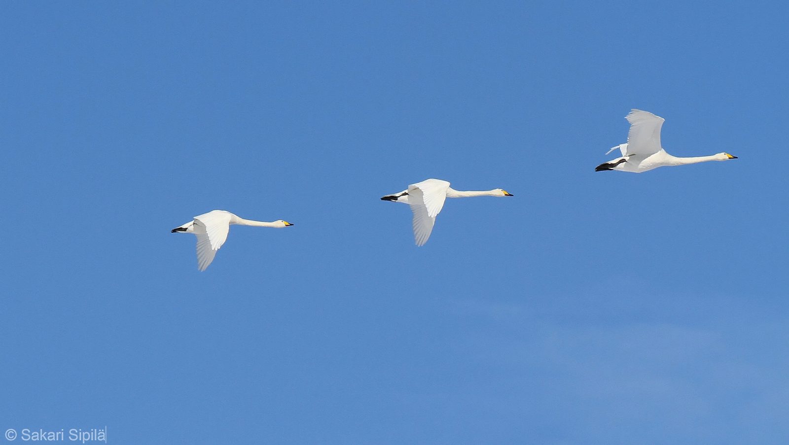 Valokuvaaja: Sakari Sipilä Valokuvaaja: Sakari Sipilä