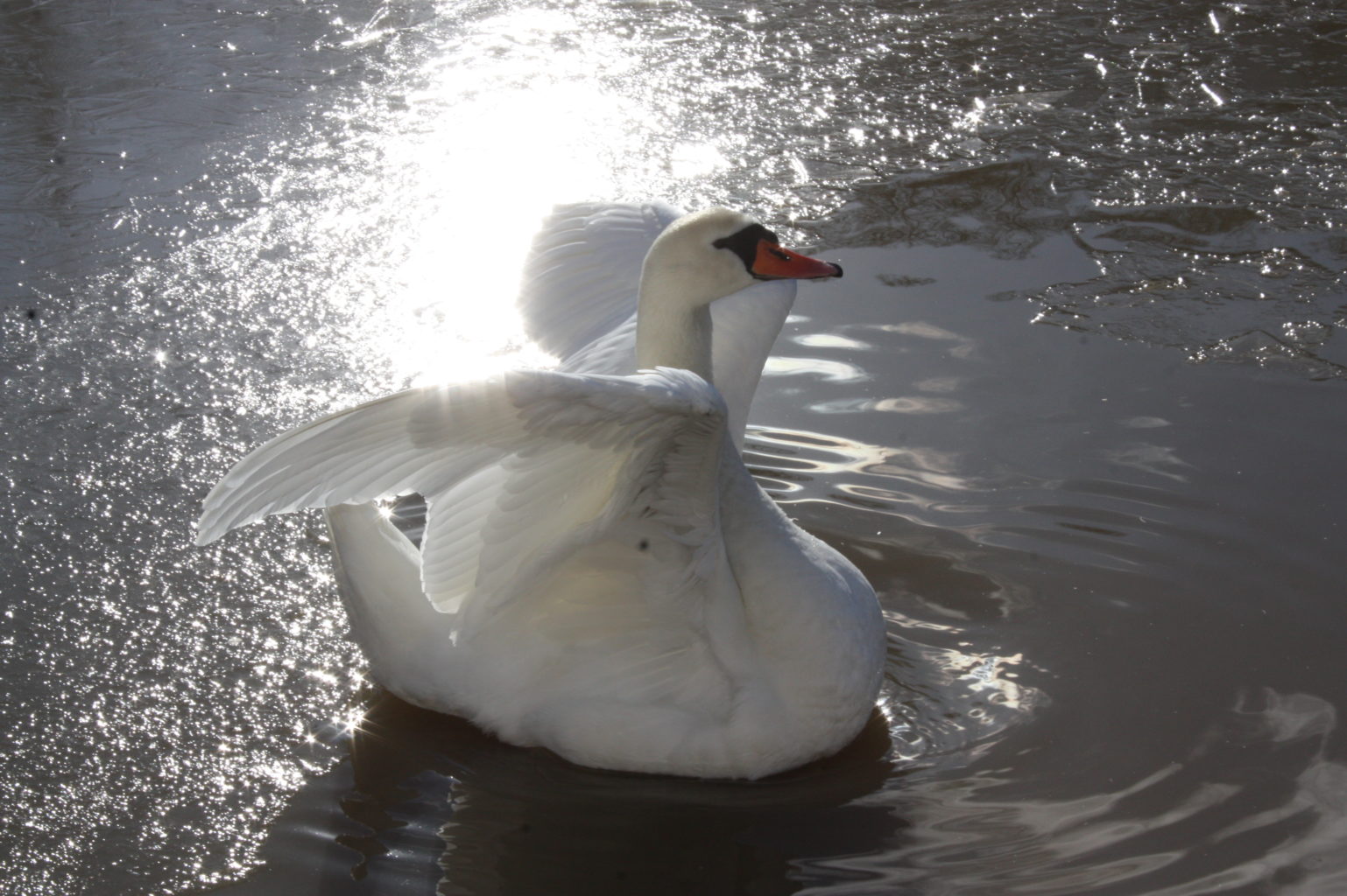 Valokuvaaja: Peter Ramstén