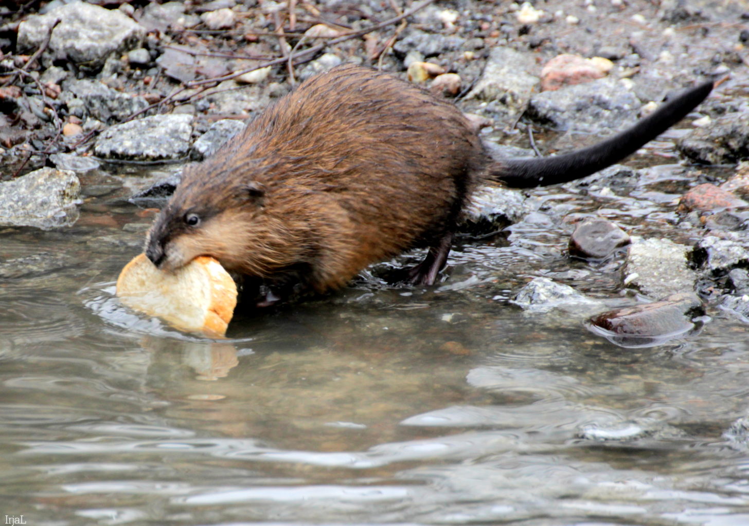 Valokuvaaja: Irja Lehtinen