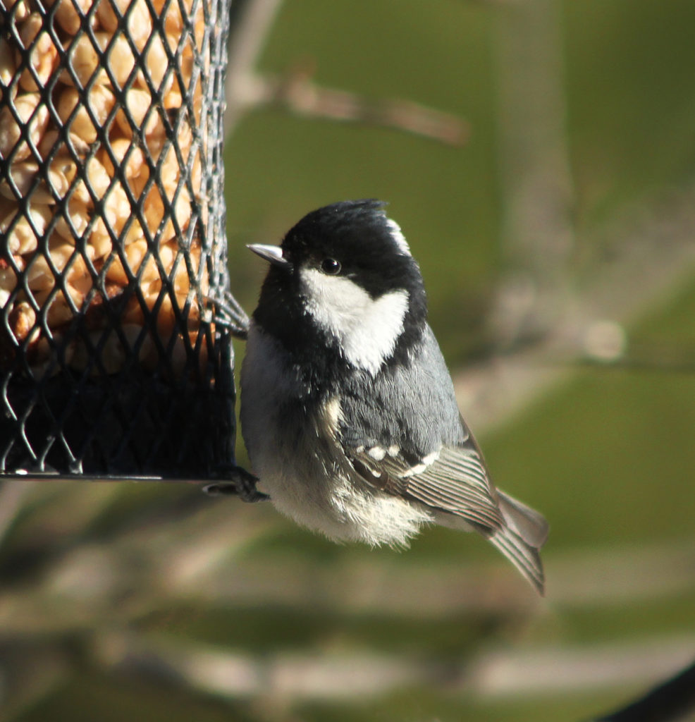 Valokuvaaja: Tarja Porkkala